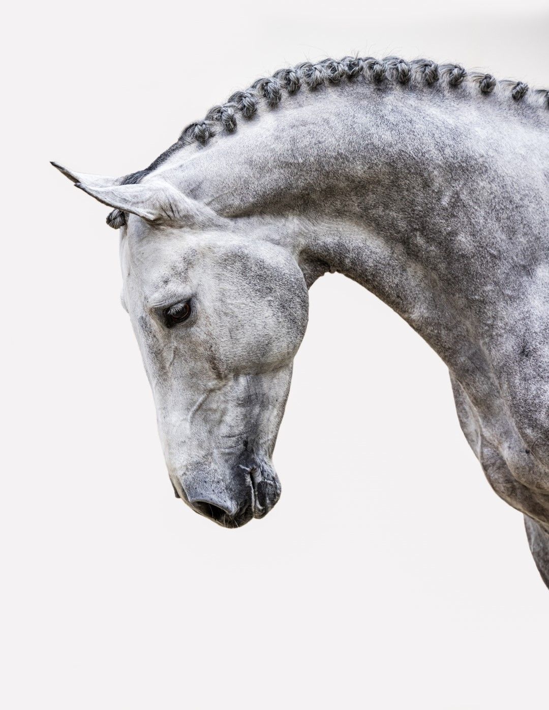 コレクション STALLIONS 2000 Zangersheide Live Stallion Auction @ Sentower Park - Explore